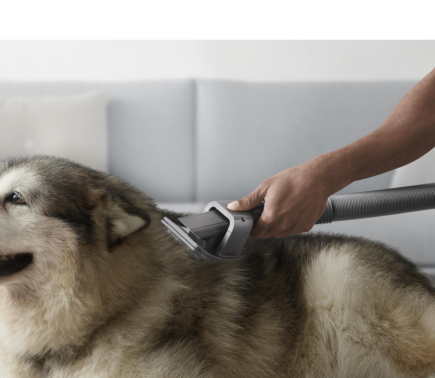 Grooming a pet with the Pet groom tool